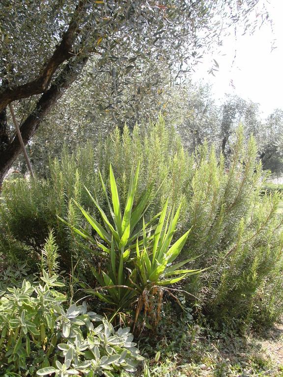 B&B Agli Ulivi Manerba del Garda Exterior photo